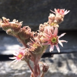 Photographie n°2099719 du taxon Sempervivum tectorum L. [1753]