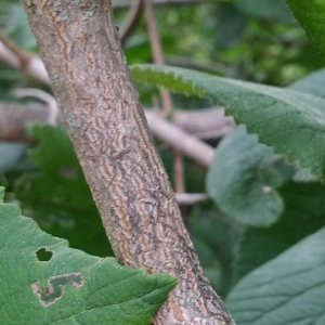 Photographie n°2099728 du taxon Viburnum lantana L. [1753]