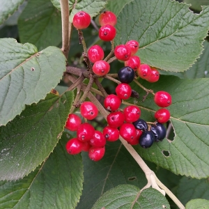 Photographie n°2099729 du taxon Viburnum lantana L. [1753]