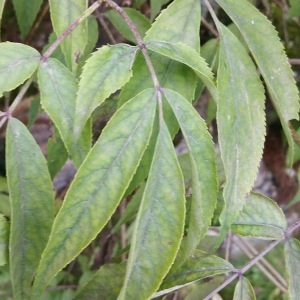 Photographie n°2099731 du taxon Sambucus racemosa L. [1753]