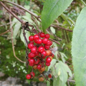 Photographie n°2099732 du taxon Sambucus racemosa L. [1753]