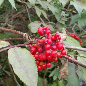 Photographie n°2099733 du taxon Sambucus racemosa L. [1753]