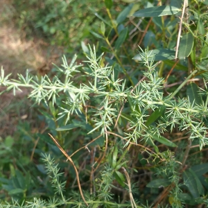 Photographie n°2099779 du taxon Asparagus acutifolius L. [1753]