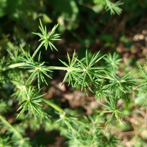 Photographie n°2099781 du taxon Asparagus acutifolius L. [1753]