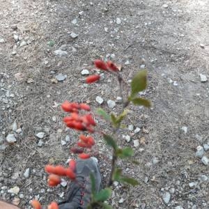 Photographie n°2099782 du taxon Berberis thunbergii DC. [1821]