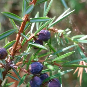 Photographie n°2099803 du taxon Juniperus communis L. [1753]