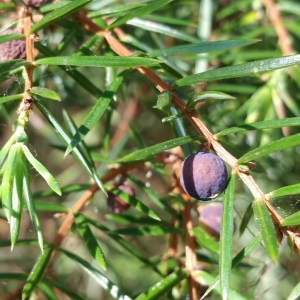 Photographie n°2099805 du taxon Juniperus communis L. [1753]