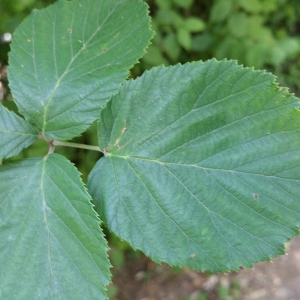 Photographie n°2099806 du taxon Rubus ulmifolius Schott [1818]