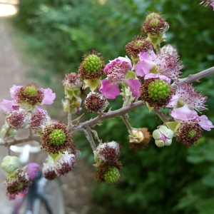 Photographie n°2099807 du taxon Rubus ulmifolius Schott [1818]