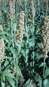 Vanina AGACHE, le 20 août 2017