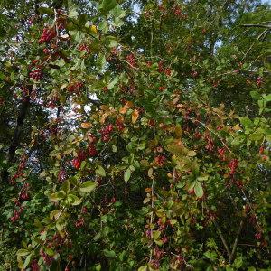 Photographie n°2099906 du taxon Berberis vulgaris L. [1753]