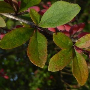 Photographie n°2099907 du taxon Berberis vulgaris L. [1753]