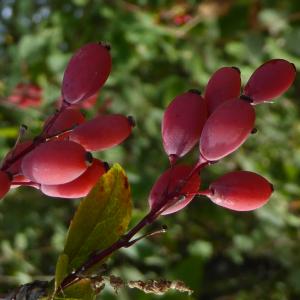 Photographie n°2099908 du taxon Berberis vulgaris L. [1753]