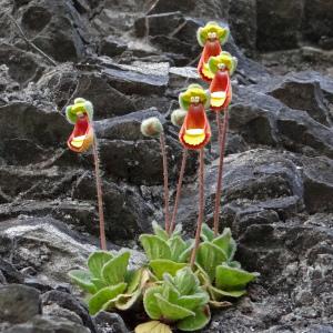 Calceolaria fothergillii [nn] par Marie-Thérèse PIOLAT le 02/12/2013 - Îles Malouines (Îles Falkland)