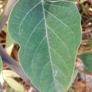 Photographie n°2099924 du taxon Datura innoxia Mill. [1768]