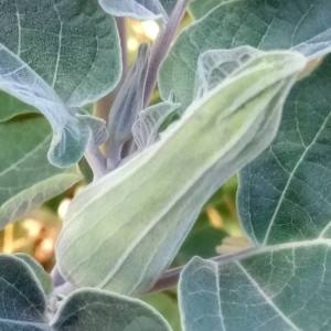 Photographie n°2099925 du taxon Datura innoxia Mill. [1768]