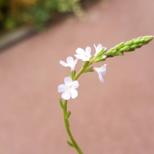 Photographie n°2099950 du taxon Verbena officinalis L. [1753]