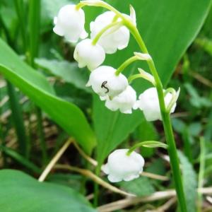 Photographie n°2100025 du taxon Convallaria majalis L.