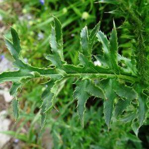 Photographie n°2100044 du taxon Cirsium arvense (L.) Scop. [1772]