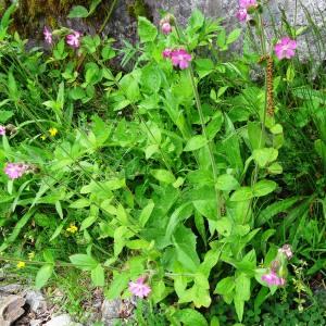 Photographie n°2100046 du taxon Silene dioica var. dioica 