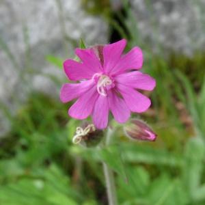 Photographie n°2100047 du taxon Silene dioica var. dioica 