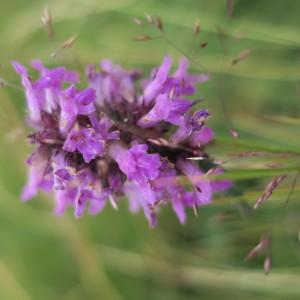 Photographie n°2100063 du taxon Betonica officinalis L. [1753]