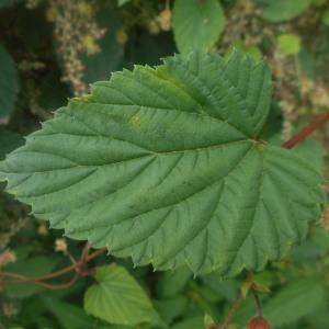 Photographie n°2100070 du taxon Humulus lupulus L. [1753]