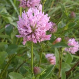 Photographie n°2100090 du taxon Trifolium pratense L. [1753]