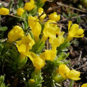 Photographie n°2100099 du taxon Androsace vitaliana subsp. vitaliana 