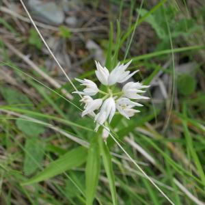 Photographie n°2100109 du taxon Cephalanthera longifolia (L.) Fritsch [1888]