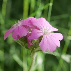 Photographie n°2100112 du taxon Silene flos-jovis (L.) Clairv. [1811]