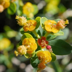 Photographie n°2100117 du taxon Euphorbia spinosa L. [1753]