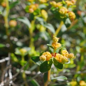 Photographie n°2100119 du taxon Euphorbia spinosa L. [1753]