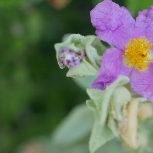 Photographie n°2100130 du taxon Cistus albidus L. [1753]