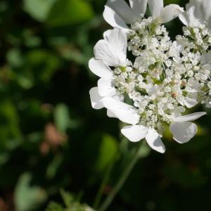 Photographie n°2100135 du taxon Orlaya grandiflora (L.) Hoffm. [1814]