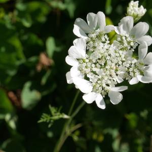 Photographie n°2100136 du taxon Orlaya grandiflora (L.) Hoffm. [1814]