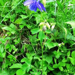 Photographie n°2100182 du taxon Aquilegia vulgaris L. [1753]