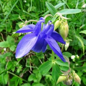 Photographie n°2100183 du taxon Aquilegia vulgaris L. [1753]