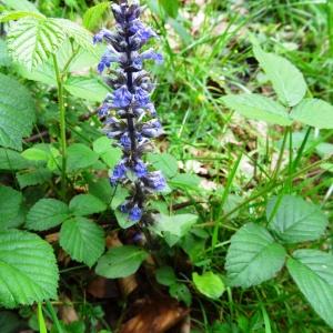 Photographie n°2100197 du taxon Ajuga reptans L.