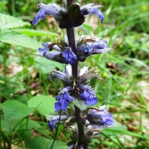 Photographie n°2100198 du taxon Ajuga reptans L.