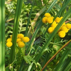 Photographie n°2100261 du taxon Tanacetum vulgare L. [1753]