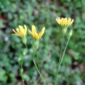 Lapsana communis var. crispa (Willd.) Rouy (Lampsane commune)