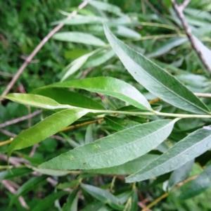 Photographie n°2100307 du taxon Salix babylonica L. [1753]