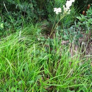 Photographie n°2100310 du taxon Filipendula vulgaris Moench [1794]