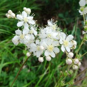 Photographie n°2100314 du taxon Filipendula vulgaris Moench [1794]