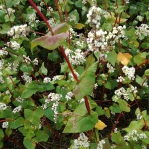 Photographie n°2100323 du taxon Fagopyrum esculentum Moench [1794]