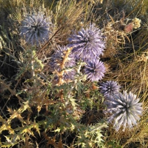 Photographie n°2100344 du taxon Echinops ritro L. [1753]