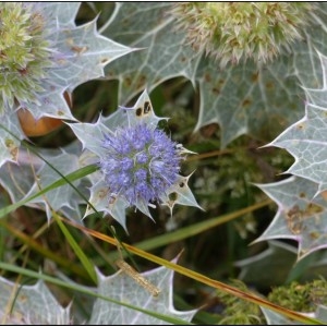 Photographie n°2100347 du taxon Eryngium maritimum L. [1753]