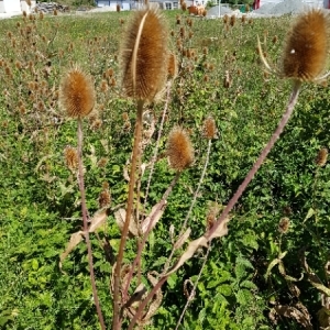 Photographie n°2100404 du taxon Dipsacus fullonum L. [1753]