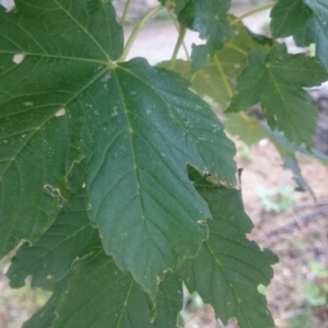 Photographie n°2100431 du taxon Acer pseudoplatanus L. [1753]